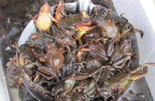 山东林蛙出售 