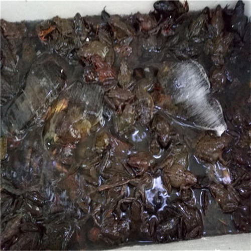 林蛙苗基地直销