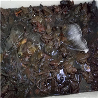 林蛙苗基地直销
