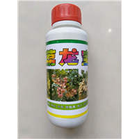 荔龙宝