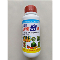 奥果奇丽