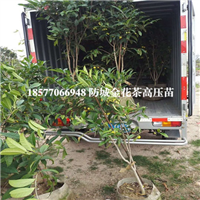 防城**茶高压苗，广西**茶苗，广西**茶 