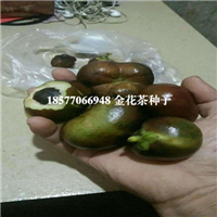 广西**茶种子，防城港**茶种子 