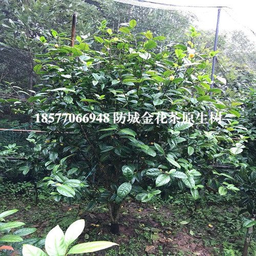 防城港普通**茶 ，防城港**茶原生树 