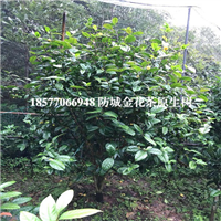 防城港普通**茶 ，防城港**茶原生树 
