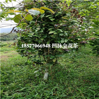 广西**茶苗基地，广西凹脉**茶，防城港**茶 