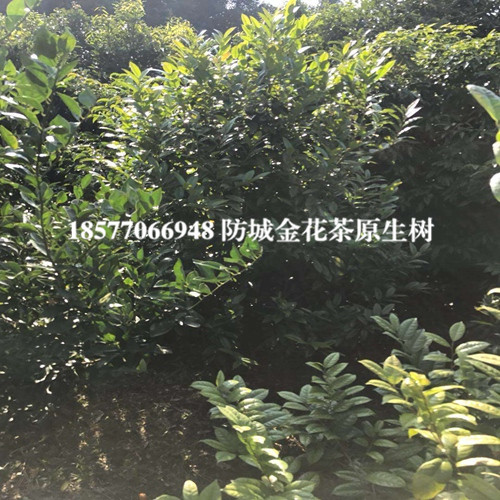 **茶树|防城港**茶树 