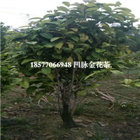 广西凹脉**茶价格，广西凹脉**茶批发 