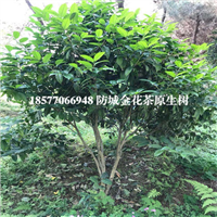 **茶树价格|**茶树批发|**茶树基地 