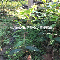 防城**茶扦插苗，防城**茶苗，广西**茶苗 
