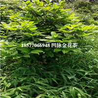 凹脉**茶，广西**茶，防城港**茶 