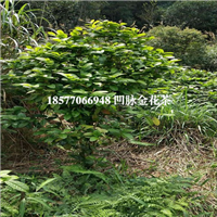 哪里有凹脉**茶卖？广西**茶基地 