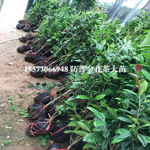 防城港**茶基地，防城港**茶苗批发 