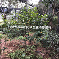 **茶树|防城港**茶树|广西**茶树 