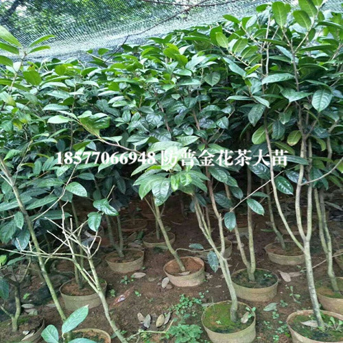 **茶苗|防城港**茶苗 