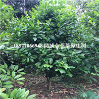 **茶树-防城港大菉堂**茶种植园 
