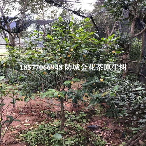 **茶树|防城港**茶树|广西**茶树 