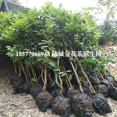 防城港**茶树|**茶树|**茶苗种植 