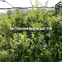 防城港**茶苗|**茶苗|防城港**茶 