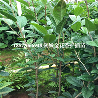 防城**茶扦插苗，广西**茶种植园 