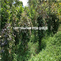 防城港凹脉**茶，防城港凹脉**茶价格 