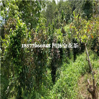 广西凹脉**茶，广西**茶树，广西**茶苗 
