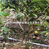 普通**茶，防城港**茶树 