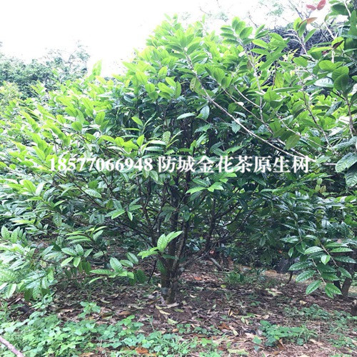 防城港**茶树批发|**茶树价格 