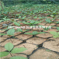 **茶树，**茶苗，防城港**茶种子苗 