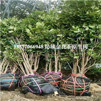 防城**的**茶|广西**茶树 