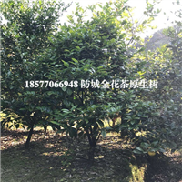 **茶树价格|防城港**茶树 