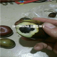 防城港**茶种子价格，广西**茶种子 