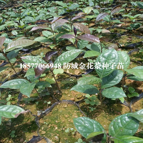 广西**茶种子苗基地，广西批发**茶种子苗 
