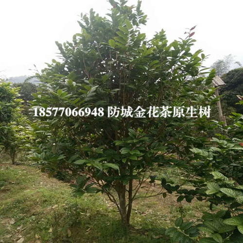 防城普通**茶大树|**茶树批发 