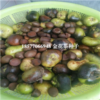 批发**茶种子，防城港**茶种子 
