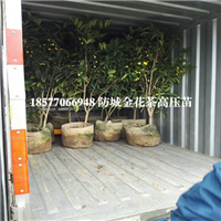 防城**茶高压苗批发，防城港**茶基地 