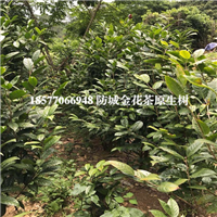 防城港**茶|**茶苗|**茶大树 