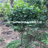 **茶树|防城港**茶树 