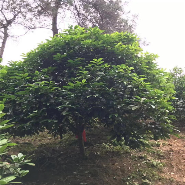 广西**茶苗
