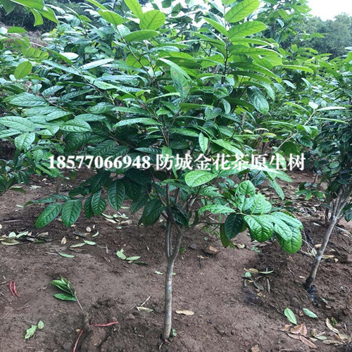 防城港**茶树，广西**茶树 