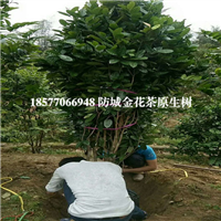 防城港**茶|防城港**茶树 