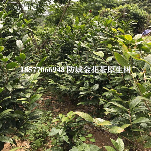防城港**茶|**茶苗|**茶大树 