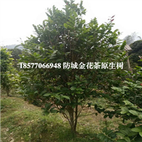 防城普通**茶大树|**茶树批发 