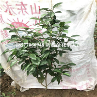 **茶苗|防城港**的**茶苗批发基地 