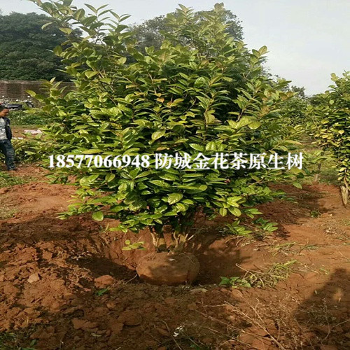 **茶树-广西防城港**茶树 
