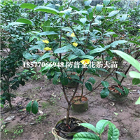防城港普通**茶苗|广西防城港**茶基地 