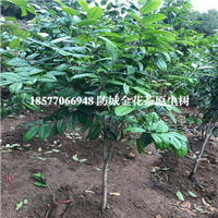 防城港**茶树，广西**茶树 
