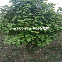 广西凹脉**茶，防城港凹脉**茶 