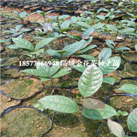 防城港**茶，广西**茶，**茶种子苗 
