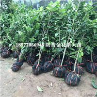 广西**茶苗|优质**茶苗|防城港**茶苗 